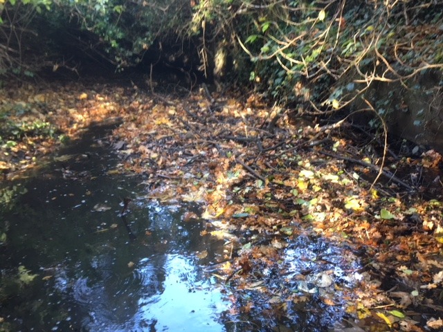 Before: an island of branches, leaves and trapped rubbish